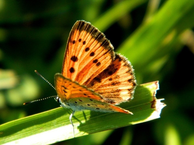 Una goccia di sole...